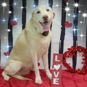 Meet your Posher, Kris